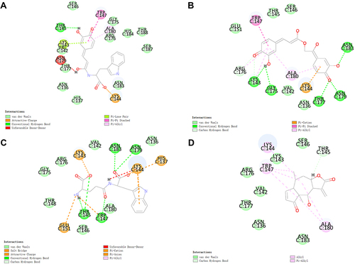 Figure 5 The predicted binding modes between C/EBPβ and (A) ZINC000014824077, (B) ZINC000014774634, (C) ZINC000004544883, and (D) Helenalin.