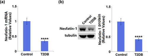 Figure 1. The expression of cardiac Nesfatin-1 in control and type 2 diabetes (T2DB) mice. (a) mRNA level and (b) Protein level of Nesfatin-1 in the heart in control and diabetes mice. (****, P < 0.0001 vs. Vehicle group).
