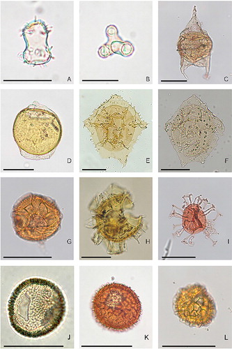 Figure 6. Representative acritarch and dinoflagellate taxa from the Porangan and early Bortonian stages of New Zealand, including Tahuokaretu section. Scale bars are 20 µm in images A and B; 50 μm in images C to L. A) Paucilobimorpha spinigera (de Coninck 1969) Prössl 1994; sample J42/f303 (Hampden Beach section, Bortonian), slide L23133/SM5405; specimen measures 23 × 15 µm. B) Paucilobimorpha tricornus (Marshall & Partridge 1988) n. comb.; sample U24/f419 (Te Uri Stream section, middle? Porangan), slide L23127/SM5396; specimen measures 20 × 20 µm. (Basonym = Tritonites tricornus Marshall & Partridge 1988, p. 245-247, fig. 6A-U). C) Cerodinium medcalfii Stover 1974; sample U24/f1414 (Tahuokaretu section, late Porangan), slide L27695/SM5144; specimen measures 134 × 70 μm. D) Deflandrea convexa Wilson Citation1988; sample U24/f0418 (Te Uri Stream section, middle? Porangan), slide L23126/SM5429; specimen measures 97 × 80 µm. E) Wilsonidium echinosuturatum (Wilson 1967) Williams et al. 2015; sample V22/f7401 (Waipawa/Windsor Road section, early Porangan), slide L12121/SM263; specimen measures 152 × 137 µm (topotype but not a paratype as stated in Wilson Citation1988, caption to pl. 25, fig. 3). F) Wilsonidium lineidentatum (Deflandre & Cookson 1955) Williams et al. 2015; sample J42/f055 (Hampden Beach section, Bortonian), slide L9212/SM2878; specimen measures 125 × 105 µm. G) Impagidinium maculatum (Cookson & Eisenack 1961) Stover & Evitt 1978; sample U24/f1414 (Tahuokaretu section, late Porangan), slide L27695/SM5156; specimen measures 53 × 54 µm. H) Achilleodinium n. sp.; sample I43/f0090 (88.60 m – 88.63 m, Puketeraki No. 2 core, Abbotsford, Bortonian), slide L16338/SM4830; specimen measures 126 × 112 µm. I) Hystrichosphaeridium tubiferum (Ehrenberg 1838) Deflandre 1937; sample U24/f1414 (Tahuokaretu section, late Porangan), slide L27695/SM5159; specimen measures 85 × 78 µm. J) Pyxidinopsis waipawaensis Wilson Citation1988; sample V22/f7401 (Waipawa/Windsor Road section, early Porangan), slide L12121/SM279; specimen measures 50 × 47 µm (paratype). K) Pyxidinopsis crassimurata Wilson Citation1988; sample U24/f0418 (Te Uri Stream section, middle? Porangan), slide L23126/SM5463; specimen measures 55 × 53 µm. L) Pyxidinopsis delicata Wilson Citation1988; sample U24/f1424 (Tahuokaretu section, late Porangan), slide L27937/SM5173; specimen measures 42 × 45 μm.