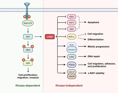 Figure 1. Diagram highlighting studied c-RAF kinase-dependent and kinase-independent signaling pathways. Created with BioRender.com.