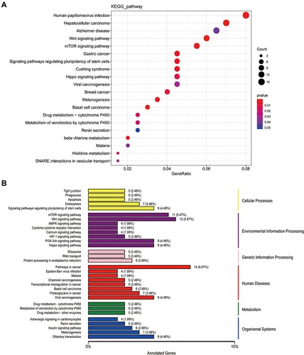 Figure 4 The KEGG analysis of cis_targets of ElncRNAs. (A) The enrichment of pathways of cis_targets. (B) The whole outlook of enriched pathways, including cellular process, environmental processing, genetic information processing, human diseases and original systems, of cis_targets.