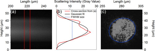 Figure 1. Particle sizing methods. (a) Example of fluorescence swath image used in previous method to measure particle size. Vertical red lines represent region in which light intensity was averaged in horizontal dimension. (b) Transect of light intensity from (a) and Gaussian fit. FWHM represents particle size measurement (26.5 µm). (c) Blue ellipse shows scattering image of an individual particle under red laser illumination. Particle size from (c): major and minor axes (38 and 36 µm) and Y and X dimensions (35 and 34 µm). Full images for (a) and (c) shown in Figure S3.
