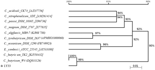 Figure 1. Phylogentic tree of strain LY33 based on 16S rDNA gene sequence. 16srRAN sequencing was performed on the LY33 and their homology analysis was conducted on the NCBI database. The result was that the homology between LY33 and C_butyricum_w4 (DQ831126) reached 99.8%, and strain LY33 was identified as Clostridium butyricum.