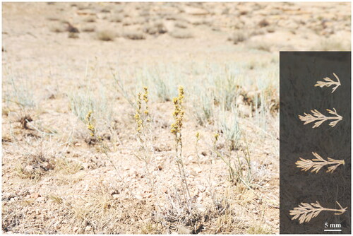 Figure 1. Field photograph of Artemisia borotalensis Poljakov. Main identifying traits: elliptic leaf blades, densely gray tomentose leaves that are 2-pinnatisect; three to five pairs of segmented leaves with linear lobules; synflorescence formed of narrow spike-like panicles.