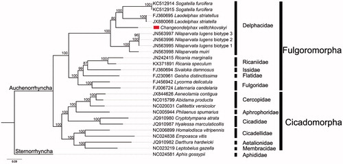 Figure 1. The maximum-likelihood (ML) phylogenetic tree of C. velitchkovskyi and other Auchenorrhyncha species. The numbers beside the nodes are percentages of 1000 bootstrap values. Alphanumeric terms indicate the GenBank accession numbers.