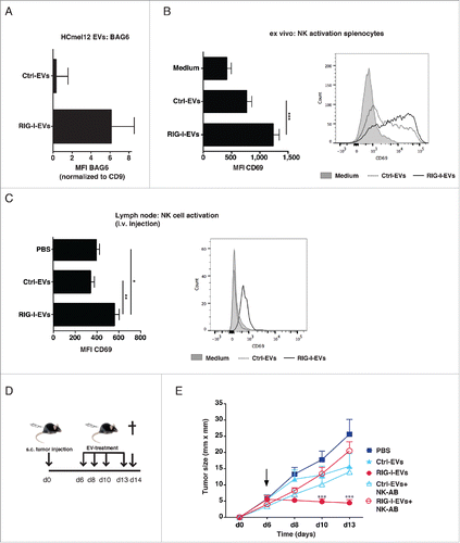 Figure 4. RIG-I-EVs lead to activation of NK cells and inhibition of tumor growth in vivo. HCmel12 cells were transfected with 3pRNA (RIG-I-EVs) or ctrl RNA (ctrl-EVs) and the expression of BAG6 on EVs was analyzed by flow cytometry (n = 3). (B) Activation of mouse splenocytes with 10 µg/mL (protein amount) EVs ex vivo. Graph (left) shows CD69 expression on NK cells (NK1.1+CD3−) was determined by flow cytometry (n = 5). Right histogram shows one representative experiment (left, filled gray: isotype, dashed: ctrl-EVs, black line: RIG-I-EVs) (C–E) Application of RIG-I- or ctrl-EVs in vivo. (C) HCmel12 mouse melanoma cell derived EVs (20 µg EV protein amount per mouse) were injected intravenously. Graph (left) shows expression of CD69 on NK cells (NK1.1+CD3−) purified from the lymph node was determined by flow cytometry (n = 5). Histogram (right) shows one representative experiment (left, filled gray: isotype, dashed: ctrl-EVs, black line: RIG-I-EVs) (D) Treatment schema of in vivo experiment. C57BL/6 mice were injected with HCmel12 mouse melanoma cells subcutaneously in the flank at day 0 and treated with melanoma-derived EVs at day 6, 8, 10, 13. Melanoma bearing mice were treated with PBS (ctrl), 20 µg protein amount of 3pRNA-induced EVs (RIG-I-EVs) or EVs induced by control RNA (ctrl-EVs), both derived from HCmel12 cells. Mice were sacrificed at day 14. (E) Tumor size was measured in treated and untreated mice with or without depletion of NK cells using antibody directed against NK1.1 (NK-AB). Mean tumor size and s.d. of 5–9 animals are shown. Arrow indicates begin of treatment, filled square: PBS, filled triangle: ctrl-EVs, filled circle: RIG-I-EVs, empty triangle: ctrl-EVs+NK-AB, empty circle: RIG-I-EVs+NK-AB. *, ** and *** indicates p < 0.05, p < 0.01 and p < 0.001.
