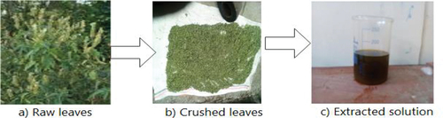 Figure 1. (a) Raw, (b) dried, and (c) extracted solution.