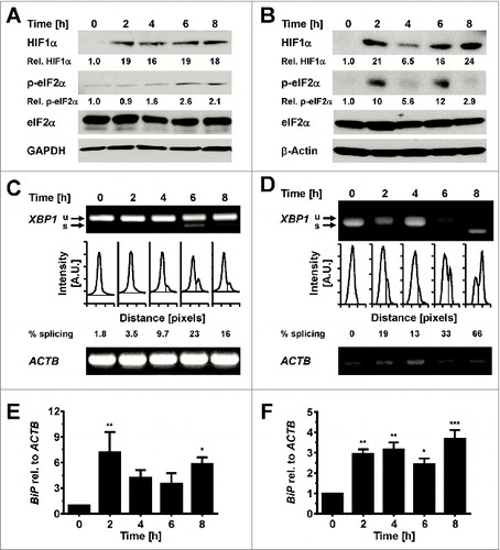 Figure 9. Hypoxia induces ER stress in adipocytes. (A and B) Induction of HIF1α and increased phosphorylation of eIF2α at serine 51 in in vitro differentiated (A) 3T3-F442A and (B) 3T3-L1 adipocytes incubated for the indicated times under 0.5% (v/v) O2. (C and D) XBP1 splicing in in vitro differentiated (C) 3T3-F442A and (D) 3T3-L1 adipocytes incubated for the indicated times under 0.5% (v/v) O2. Representative gels from three biological repeats are shown. (E and F) Steady-state BiP mRNA levels in in vitro differentiated 3T3-F442A (E) and 3T3-L1 (F) adipocytes incubated for the indicated times under 0.5% (v/v) O2 were determined by RT-qPCR. p values were obtained from a repeated measures ANOVA test comparing the treated samples to the untreated samples and assuming equal variabilities of the differences. Dunnett's correction for multiple comparisonsCitation112,113 was employed.