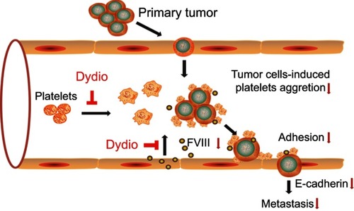 Figure 7 Schematic overview of the role of dydio in tumor metastasis.Abbreviations: dydio, dihydrodiosgenin; FVIII, factor VIII.