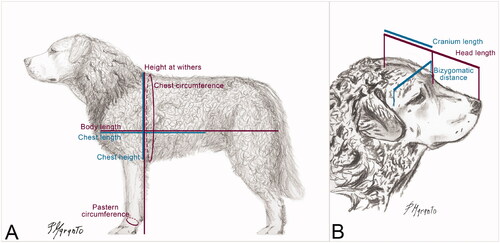 Figure 3. Representation of the ideal Mannara dog, by Paolo Maranto, FCI dog judge and ENCI board member of the SAMANNARA kennel club. The reference points for the body (A) and head (B) measurements taken in the present study are represented.