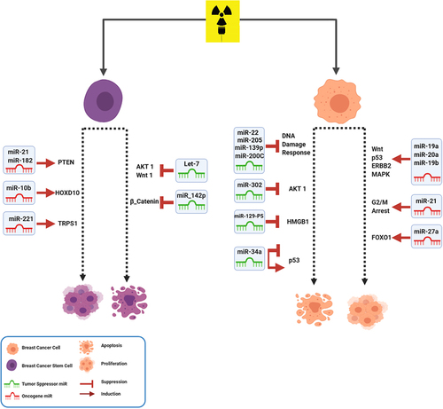 Figure 2. MiRNAs involved in radiotherapy of BC. After radiotherapy, miRNAs have effect on metastasis, growth and survival of BC cells by modulating their important targets in different signaling pathways.