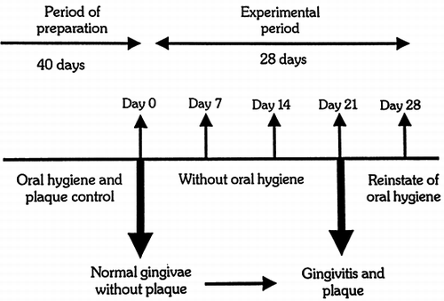 Figure 1. Experimental provocation of gingivitis