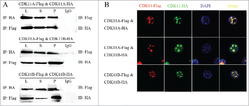 Figure 4. The dimerization between CDK11A, CDK11B, and themselves. (A) Co-immunoprecipitation (Co-IP) assays and western blot analysis of the dimerization of CDK11A, CDK11B, and themselves. (B) Immunofluorescence analysis of the co-localization of CDK11A, CDK11B, and themselves.