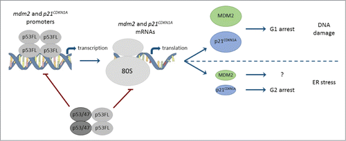 Figure 2. Model depicting how p53 and p53/47 control p21CDKN1A and MDM2 expression differentially during DNA damage and ER stress context. In the DNA damage pathway, p53 full length (p53FL) acts at the transcription level to induce both p21CDKN1A and mdm2 mRNAs. The induction of p21CDKN1A leads to G1 cell cycle arrest. During DNA damage, MDM2 acts as a positive regulator of p53 activity. The suppression of p21CDKN1A and MDM2 during the UPR is attributed to the induction of p53/47, which prevents p53FL-mediated induction of p21CDKN1A and mdm2 mRNA levels. This allows p53 isomer-dependent suppression of p21CDKN1A and mdm2 mRNA translation to become dominant and results in lower p21CDKN1A and MDM2 protein levels. Suppression of p21CDKN1A levels is required to arrest in G2 during the UPR but the physiological role of MDM2 suppression remains to be elucidated.