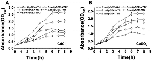 Figure 4. Proliferation of recombinant MT in E. coli. Recombinant E. coli/pGEX-MTT1, E. coli/pGEX-MTT2, E. coli/pGEX-TM1, and E. coli/pGEX-TM2 were exposed to 287.1 μM CdCl2 (A) and 429.5 μM CuSO4 (B). E. coli/pGEX-4T-1 as a control, cell concentration was measured at 600 nm using a spectrophotometer. All data are expressed as mean ± SD (n = 3).