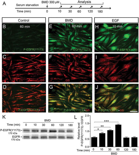 Figure 6. Brimonidine (BMD) treatment phosphorylates the tyrosine 1173 residue (Y1173) of EGFR in MIO-M1 human Müller cells.(A) Experimental outline. Serum-starved MIO-M1 cells treated with 300 μM BMD or control (vehicle), 100 ng/mL EGF and P-EGFR (Y1173) levels were analyzed at 0–180 min time points. Immunocytochemistry was performed on harvested cells 60 min after BMD or vehicle treatment and 10 min after EGF treatment. Fluorescence micrographs showing immunocytochemistry for phospho-Y1173 of the EGFR and for Müller cell marker GS on (B–D) control, and (E–G) BMD- and (H–J) EGF-treated cells. (K) Western blot analysis of P-EGFR (Y1173) levels in MIO-M1 cells at indicated time points after BMD treatment. (L) Bar graph with densitometry of P-EGFR (Y1173) levels normalized to total EGFR levels. Bar graph is mean ± SEM, n = 3 (*P < 0.01, **P < 0.001, ***P < 0.0001) analyzed by one-way ANOVA and Tukey’s post hoc test. Scale bar in (J) is 30 μm; valid also for (B–I). Significance is only indicated for comparisons: BMD 0 min–BMD 10, 30 and 60 min.