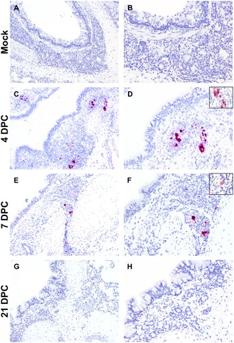 Figure 4. SARS-CoV-2 RNA and antigen detection in bronchi. SARS-CoV-2 tropism in bronchi of mock (A and B) experimentally (C-H) infected cats determined by S-specific RNAscope® in situ hybridization (Fast Red) and anti-N-specific immunohistochemistry (IHC; Fast Red). The viral tropism is limited to glandular and ductular epithelial cells of multifocal, scattered submucosal glands. Viral RNA is detected within infected cells at 4 days post-challenge (DPC; C and D) and, to a lower degree at 7 DPC (E and F). Few scattered glandular epithelial cells are positive for SARS-CoV-2 N antigen by IHC (D and F, insets). No viral RNA or antigen is detected at 21 DPC (G and H). Total magnification: 100X (A, C, E and G) and 200X (B, D, F, H).