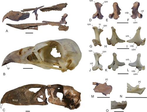 FIGURE 2. Comparison of skull elements of the Masillaraptoridae, crown group Falconiformes, and the Cariamiformes. A, digitally assembled skull bones and mandible of A, Danielsraptor phorusrhacoides (holotype, NMS.Z.2021.40.12). B, skull of Caracara plancus (Falconiformes; SMF 3462). C, skull of Psilopterus lemoinei (Cariamiformes, Phorusrhacidae; AMNH 9257, the dotted line indicates the shape of the missing tip of the beak). D–L, left quadrate of D–F, D. phorusrhacoides (holotype), G–I, C. plancus (SMF 6441), and J–L, Cariama cristata (Cariamiformes; SMF 1862; right quadrate, mirrored) in caudal (D, G, J), medial (E, H, K), and lateral (F, I, L) view. M–O, caudal end of mandible (lateral view) of M, D. phorusrhacoides (holotype), N, Micrastur ruficollis (Falconiformes; SMF 9812), and O, C. cristata (SMF 1862). Abbreviations: cdl, condylus lateralis; cdm, condylus medialis; cdp, condylus pterygoideus; cpo, capitulum oticum; cps, capitulum squamosum; iic, incisura intercapitularis; orb, processus orbitalis; prj, dorsal projection; tgr, tomial groove. Scale bars equal 10 mm.