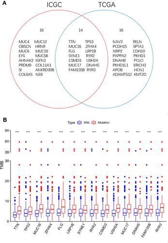 Figure 3 Gene mutations are associated with TMB. (A) Venn diagram shows 14 frequently mutated genes covered by the TCGA and ICGC cohorts. (B) Fourteen genes with high mutation frequency are associated with TMB (***p < 0.001).