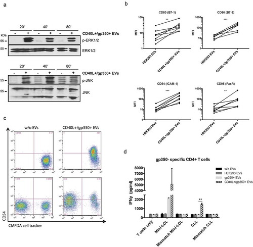 Figure 2. CLL cells treated with CD40L+/gp350+ EVs upregulate costimulatory surface molecules and become immunogenic for gp350-specific CD4+ T cells.(a) Western Blot of ERK1/2 (upper panel) and JNK (lower panel) phosphorylation in untreated CLL cells or cells treated with gp350+/CD40L+ EVs. Cell lysates were prepared after 20, 40 and 80 min of incubation. (b) PBMCs were isolated from seven patients diagnosed with CLL and stimulated with EVs from untransfected HEK293 cells and cells expressing CD40L and gp350 for 48 h. The upregulation of the immune accessory molecules CD80, CD86, CD54 and CD95 was studied by measuring the mean fluorescence intensity (MFI) by flow cytometry. Asterisks represent statistically significant different responses to EV treatment (Mann–Whitney–Wilcoxon test, **p < 0.01, ***p < 0.001). (c) CLL cells were labelled with CFMDA cell tracker dye and incubated with CD40L+/gp350+ EVs (upper right panel) or left untreated (upper left panel) overnight. The cells were mixed with untreated CFMDA-negative cells and CD54 expression was analysed by flow cytometry after 24 h (lower panel). (d) HLA-DR13+ mini-LCLs and primary CLL cells, as well as mismatched control cells, were used as antigen-presenting cells and incubated with 500 ng of different EVs, as indicated. After coincubation for 24 h with HLA-DR13-restricted gp350-specific CD4+ T cells, IFN-γ secretion was measured by ELISA. The results are shown as mean and SD of triplicates. P values were calculated with an unpaired t-test.