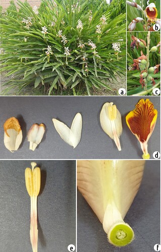 Figure 1. Morphological traits of A. zerumbet (a) portion of a stand at its full blossom (b) closer look of a flower (c) plant bearing immature fruits (d) different floral parts (e) enlarged view of stamen and stigma (f) cross-section of the ovary. Images are taken from the plant grown at the experimental field.