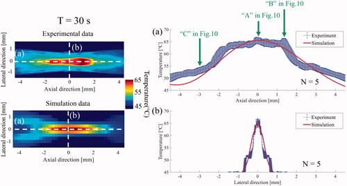 Figure 11. Comparison of a one-dimensional (1-D) spatial profile along the (a) axial and (b) lateral axis of the high intensity focused ultrasound (HIFU) focus at 30 s between the experiment and the simulation.