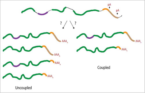 Figure 1. Consequences of a mechanistic connection between APA and AS events upstream of the terminal exon. It is unknown whether APA and AS events are functionally coupled beyond the definition of the terminal exon. If the RNA processing events are uncoupled (left arm) mRNA isoforms generated through AS would not display a selective preference for a particular APA event. A coupled event (right arm) would preferentially associate one form of APA with a specific AS event. The alternatively spliced exon is depicted in purple, introns shown as black lines, distal poly(A) (pA) site shown in brown, and the proximal pA site is depicted in orange.