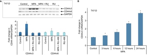 Figure 4 Effect of MPA on the expression of CD44v3 and CD44v6 transcript variants in T47-D cells.