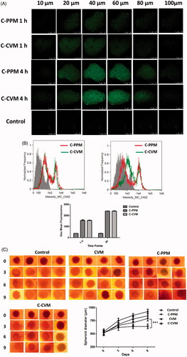 Figure 8. Assessment of the treatment efficacy in A549 spheroids. (A) Penetration of C-CVM and C-PPM through A549 spheroids. Spheroids were incubated for 1 h and 4 h at 37 °C with C-CVM or C-PPM at Cur concentration 25 µM. The distribution of curcumin was analyzed by visualizing the micrograph of cells taken as Z-stack images using confocal microscope. (B) Quantification of cellular uptake of Cur by spheroidal cells using flow cytometry. Geo mean fluorescence data are mean ± SD, averaged from three separate experiments. (C) Phase-contrast images of spheroids grown for different days following treatment with C-CVM and C-PPM at Cur concentration of 25 µM and empty CVM for 9 days, changes in diameter of spheroids subjected to different treatments. The significance of difference between the means was analyzed by Student’s t-test, ***p < .001. Scale bar represents 200 µm.