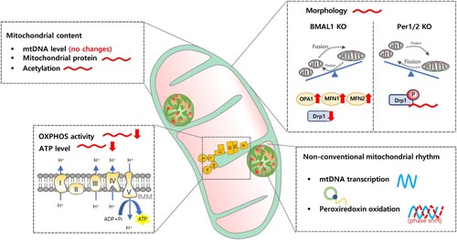 Figure 2. Mitochondrial dysfunction caused by circadian clock malfunction.Circadian clock dysfunction affects various aspects of mitochondrial components, function, and dynamics. In terms of mitochondrial content, circadian clock knockout models showed little impact on mtDNA levels, but they did affect rhythmic mitochondrial protein and rhythmic acetylation profile. Circadian clock dysfunction abolished daily mitochondrial morphological rhythms. In BMAL1 knockout models, mitochondrial fusion-related proteins (OPA1, MFN1, MFN2) increased, while the fission-related protein Drp1 decreased, leading to enlarged swollen mitochondria. However, in PER1/2 knockout models, the rhythm of Drp1 phosphorylation disappeared, resulting in fragmented mitochondria. Despite the differences in morphological changes observed in each circadian clock knockout model, mitochondrial functional aspects such as OXPHOS activity and ATP production levels decreased, with their rhythms also disappearing. Nevertheless, even in the absence of the circadian clock, the 12-hour rhythm of mitochondrial DNA transcription and the rhythmic profile of peroxiredoxin oxidation were maintained, albeit with phase shifts.