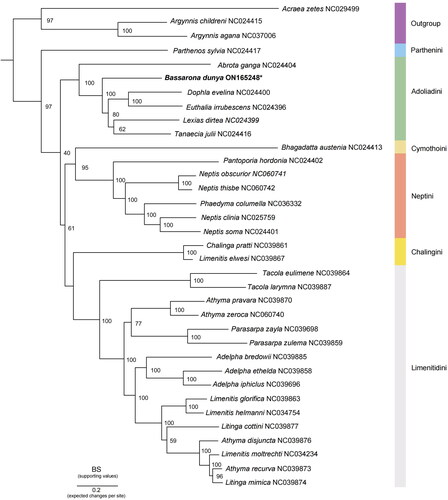 Figure 3. Phylogenetic analysis of B. dunya sequenced in this study, as indicated with an asterisk, and other 34 Nymphalidae mitogenomes. The node values represent the bootstrap of ultrafast 5000 replicates (BS), whereas each color indicates the tribes in Limenitidinae. Outgroup: Acraea zetes (NC029499) (Timmermans et al. Citation2016); Argynnis sagana (Liu et al. Citation2018); Argynnis childreni (NC024415) (Wu et al. 2014). Ingroup: Abrota ganga (NC024404), Euthalia irrubescens (NC024396), Lexias dirtea (NC024399), Dophla evelina (NC024400), Tanaecia julii (NC024416), Bhagadatta austenia (NC024413), Parthenos sylvia (NC024417), Neptis soma (NC024401), and Pantoporia hordonia (NC024402) (Wu et al. 2014); Adelpha bredowii (NC039885), Adelpha ethelda (NC039858), Adelpha iphiclus (NC039696), Athyma pravara (NC039870), Athyma recurva (NC039873), Athyma disjuncta (NC039876), Limenitis glorifica (NC039863), Litinga mimica (NC039874), Litinga cottini (NC039877), Parasarpa zulema (NC039859), Parasarpa zayla (NC039698), Tacola larymna (NC039887), Tacola eulimene (NC039864), Chalinga pratti (NC039861), and Limenitis elwesi (NC039867) (Wu et al. Citation2019); Athyma zeroca (NC060740), Neptis obscurior (NC060741), and Neptis thisbe (NC060742) (Liu et al. Citation2021); Neptis clinia (NC025759) (Tang, et al. Citation2014); Phaedyma columella (NC036332) (Chen et al. Citation2018); unpublished: Limenitis helmanni (NC034754) and Limenitis moltrechti (NC034234); this study: Bassarona dunya (ON165248).