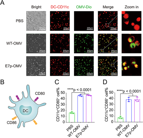 Figure 2 OMVs loaded with antigenic peptides can increase the uptake and presentation of antigens.