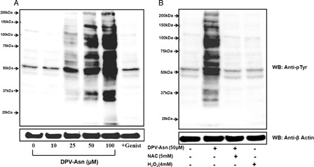 Figure 3. DPV-Asn-induced protein tyrosine phosphorylation in human platelets. (A) Washed platelets pre-incubated at 37°C with saline or 100 µM genistein for 5 minutes, were further incubated with different concentrations of DPV-Asn for 10 minutes. (B) Washed platelet incubated with DPV-Asn (50 µM) in the absence or presence of NAC (5 mM) or H2O2 (4 mM). Blot is representative of three independent experiments.