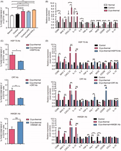 Figure 3. DAMPs elicited by cryo-thermal promoted M1 macrophage polarization. (A-B) Macrophages isolated from the spleens of tumor-bearing mice were cultured in serums from normal, tumor-bearing control or cryo-thermal treated mice in vitro for 24 h. LPS (100 ng/ml) and IFN-γ (100 ng/ml) were used to treat the macrophages as positive control. The proportions of macrophage were analyzed by using FACS (A) and the immune related molecules were tested by using qRT-PCR (B); (C-D)Macrophages isolated from the spleens of tumor-bearing mice were cultured in serums from tumor-bearing control or cryo-thermal treated mice with or without the addition of anti-HSP70, anti-CRT or anti-HMGB1 in vitro for 24 h, and the proportions of macrophage were analyzed by using FACS (C) and the immune related molecules were tested by using qRT-PCR (D). Data were shown as mean ± SD. *p < .05, **p < .01, ***p < .001 by one-way ANOVA.