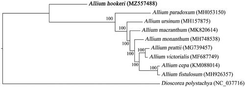Figure 1. Maximum-likelihood phylogenetic tree based on the chloroplast genome sequences of eight Allium (Amaryllidaceae) species and Dioscorea polystachya (outgroup). The GenBank accession numbers is behind the Latin name. The bootstrap support values are beyond each node in the tree. A. hookeri is marked by bold font.