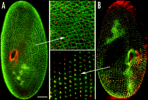 Figure 7 Organization of the infraciliary lattice. This cytoskeletal network is composed of centrins and centrin-binding proteins associated in bundles of microfilaments. The lattice is labeled by anti-centrin antibodies (in green). (A) In a wild type cell, the ICL network subtends the whole cell and each mesh encircles a basal body (labeled in red by an anti-tubulin antibody). (B) In cells depleted of one of the constitutive centrins by RNAi treatment, the network is disassembled, but cortical units retain dots of anti-centrin reactive material flanking the basal bodies. Bar: 10 mm.