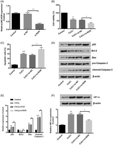 Figure 4. Silence of regulator of reprogramming (ROR) inhibited cobalt chloride (CoCl2) treated HK-2 cell growth. (A) The alter expression of ROR was via transfection and expression of ROR was determined using qRT-PCR. (B) Cell viability, (C) cell apoptosis, (D,E) cell apoptosis-related proteins and (F) hypoxia-inducible factor (HIF)-α expression were analyzed using cell counting kit-8 assay, flow cytometry and western blot, respectively. All data demonstrated as mean + standard deviation (SD) of three replicates. *p < .05, **p < .01 and ***p < .001 were all significant difference.