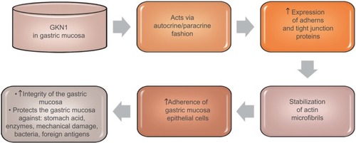 Figure 2 GKN1 role in gastric mucosa.