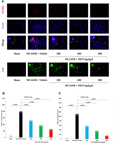 Figure 3 MCP attenuated neuronal injury and apoptosis in C57BL/6J mice at 1 day after MCAO/R operation. (A) Representative TUNEL (Terminal-deoxynucleotidyl Transferase Mediated Nick End Labeling) staining images of cerebral apoptotic cells, counterstained with DAPI and Representative FJB (Fluoro-Jade B) staining images of cerebral injured cells, n=3 per group, scale bar: 50μm. (B) Quantification of merged cells in the ischemic penumbra of cerebral cortex. (C) Quantification of merged cells in the ischemic penumbra of cerebral cortex. MCAO/R indicates middle cerebral artery occlusion/reperfusion; MCP, modified citrus pectin. Data are mean ± standard deviation.