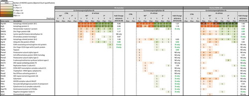 Figure 8. ATG proteins recruit the centrosome-associated protein PCM1, after BCR engagement. ATG16L1 was immunoprecipitated by a label-free method. Partners have been identified by spectrum number counting. The table shows the number of identified spectra for the indicated proteins on the left, in the following conditions: control (CTRL) immunoprecipitation with beads only (IP), IP-ATG16L1, for 3 independent biological and experimental replicates. In each case, non-stimulated (NS) or BCR-stimulated (S) conditions were evaluated. For each experiment, the ratio of spectra numbers between stimulated and non-stimulated conditions is indicated.