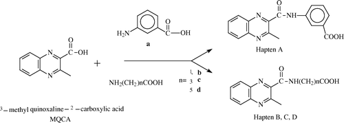 Figure 2.  Principles of connecting of spacer arm to methyl-3-quinoxaline-2-carboxylic acid.