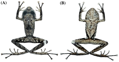 Figura 9. Pristimantis churuwiai sp. nov., en preservado. (A) Vista dorsal; (B) vista ventral del holotipo DHMECN 12242, hembra adulta, LRC: 29.8 mm.