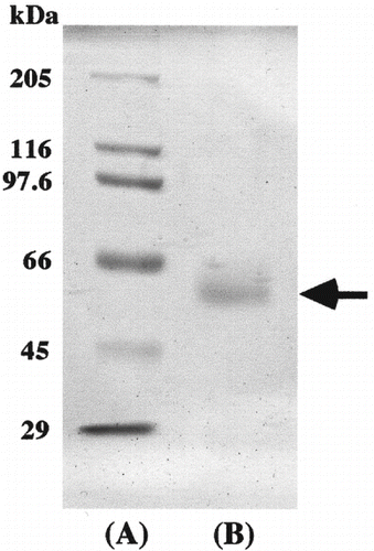 Figure 1 Electrophoretic pattern of α-amylase from honeydew honey using SDS-PAGE. (A) High molecular marker. Myosin (205 kDa), β-galactosidase (116 kDa), phosphorylase (97.4 kDa), bovine serum albumin (66 kDa), ovalbumin (45 kDa), and carbonic anhydrase (29 kDa) were used as standards; (B) Enzyme