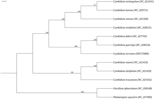 Figure 1. Maximum-likelihood phylogenetic tree based on 12 complete chloroplast genomes of Orchidaceae. Numbers in the nodes indicate the bootstrap support values from 1000 replicates.