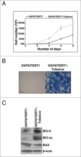 Figure 1. Chronic exposure to chewing tobacco increases proliferation and invasive property of oral keratinocytes. (A) Growth curve for OKF6/TERT1 and OKF6/TERT1-Tobacco cells. OKF6/TERT1-Tobacco cells showed higher proliferation rate than the parental cells. (B) Invasion assay: OKF6/TERT1 chronically treated with chewing tobacco acquired invasive ability. (C) OKF6/TERT1 chronically treated with chewing tobacco showed an increase in Bcl-xL/Bax ratio.