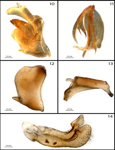Figures 10–14. Male genitalia. (10) Genital capsule, in situ, right lateral view; (11) aedeagus, left lateral view; (12) genital segment (pygofer), right lateral view; (13) anal segment, right lateral view; (14) genital styles, left lateral view.