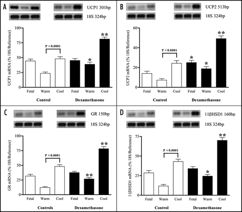 Figure 2 Abundance of (A) uncoupling protein (UCP)-1 mRNA, (B) UCP2 mRNA, (C) glucocorticoid receptor (GR) mRNA and (D) 11β-hydroxysteroid dehydrogenase type 1 (11βHSD1) mRNA in perirenal adipose tissue sampled from fetuses delivered by caesarean section at 140 days of gestation (dGA; term ∼147 dGA) following maternal dexamethasone (Dex) administration or at 146 dGA (control group) into warm and cool ambient temperatures. Example images of gene mRNA expression are given. Values are means with their standard errors (n = 4 per individual group). *p < 0.05, **p < 0.01, mean value significantly different from respective control group.