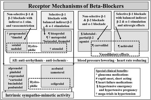 Figure 3. Diversity of the beta-blockers. Beta-adrenoceptor blocker diversity is represented in differences in beta-receptor selectivity of the blockade, the presence or absence of intrinsic sympathomimetic activity, the existence of dual alpha-beta blockade in some cases, differing lipophilicity, and a vascular vasodilatory action possessed by some beta blockers.
