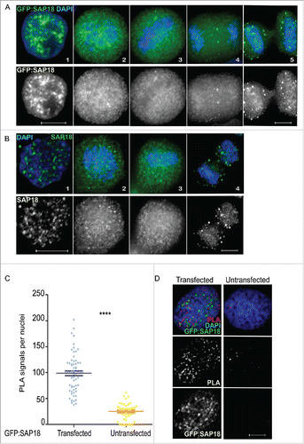 Figure 2. SAP18 (Sin3A complex) is a Repo-Man interactor. (A) Localisation of SAP18 fused to GFP from interphase (1), prometaphase (2), metaphase (3), anaphase (4) and cytokinesis (5), respectively, in HeLa cells. (B) Immunofluorescence of wild-type SAP18 in interphase (1), prometaphase (2), metaphase (3) and anaphase (4) respectively. (C) Counts of experiments in D, amongst ∼65 nuclei, Mann-Whitney test (****p < 0.0001). (D) Proximity ligation assay between Repo-Man (endogenous) and SAP18 (GFP fused) in transfected and non-transfected HeLa cells. Scale bars 10 μm.