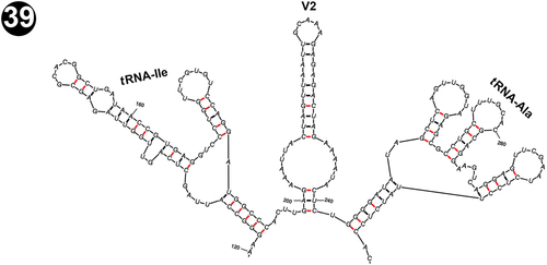 Fig. 39. Putative secondary structure of tRNAIle, the V2 stem and tRNAAla within the 16S-23S internal transcribed spacer (ITS) of the reference strain NMCCC 001 of Pseudanabaena pruinosa.